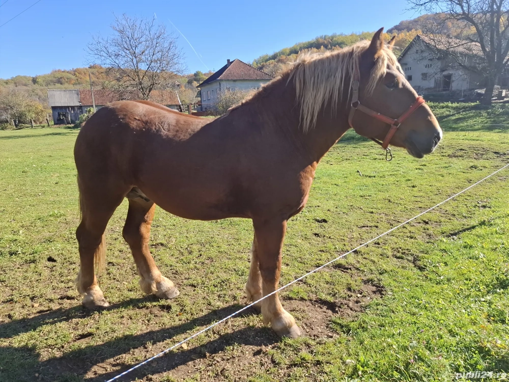 cal de vanzare cal de vanzare