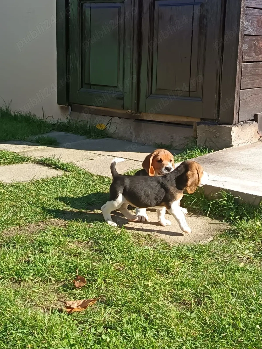 Pui beagle tricolor 