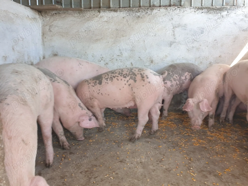 Vand porci Vand porci