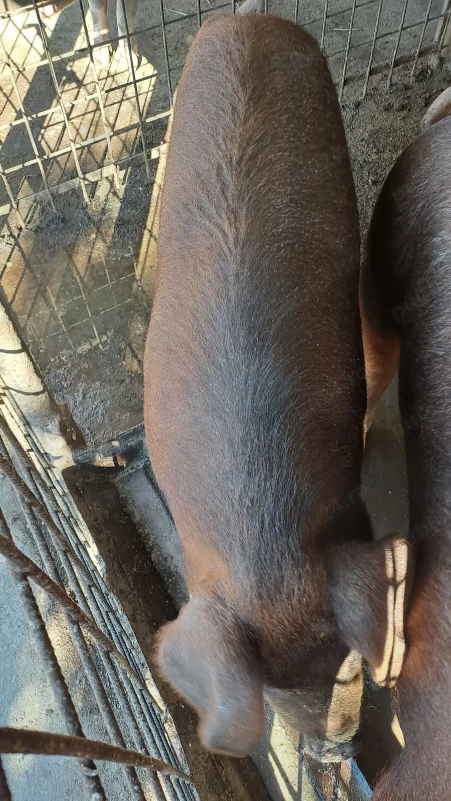 Vând porc pentru sacrificat Vând porc pentru sacrificat