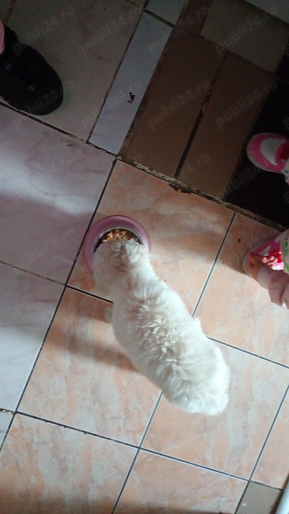 De vânzare bischon De vânzare bischon