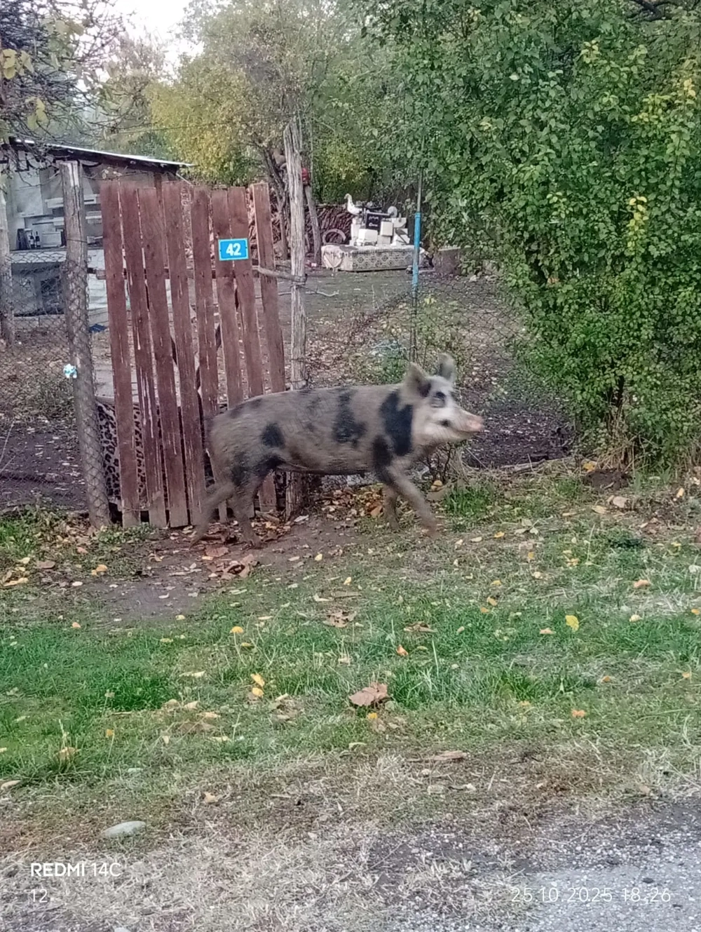 Vând porc crescut bio  Vând porc crescut bio