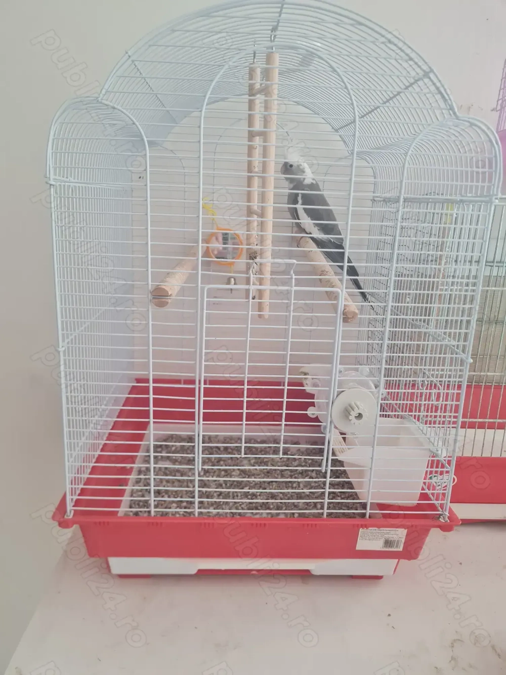 Nimfa plus colivie mare  Nimfa plus colivie mare