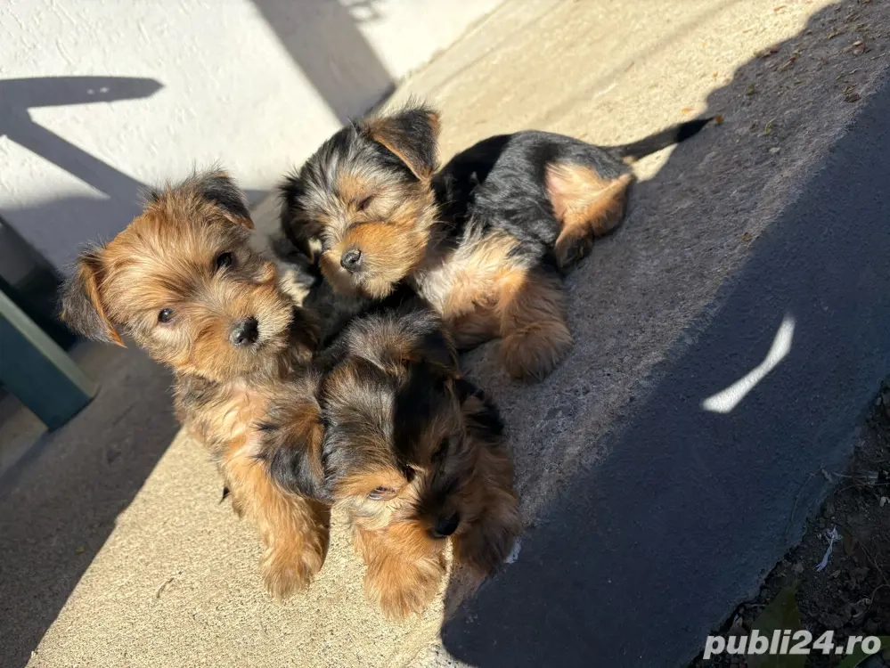 cadoul perfect pentru copii de  craciun cadoul perfect pentru copii de  craciun