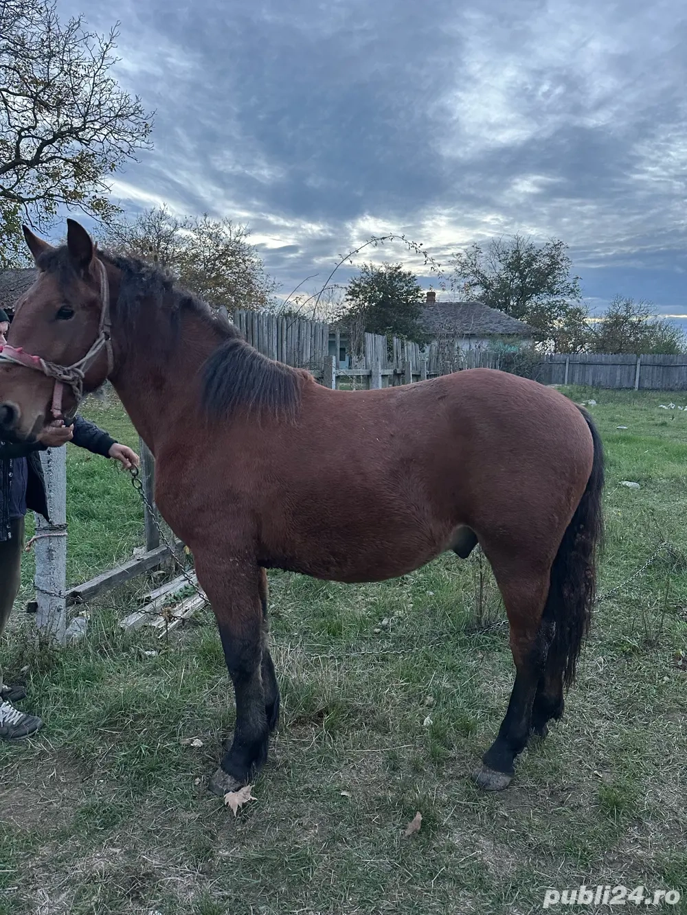 Manz de 1 an si 7 luni 