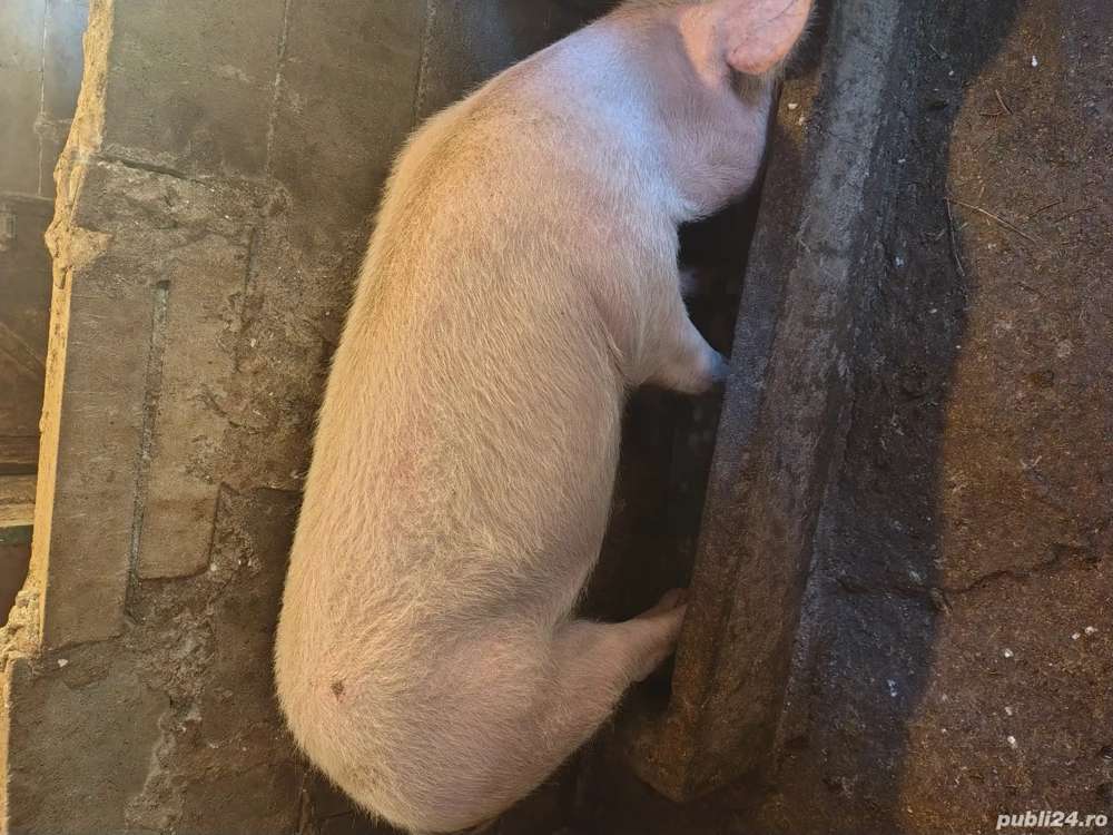 Se vinde urgent la super preț