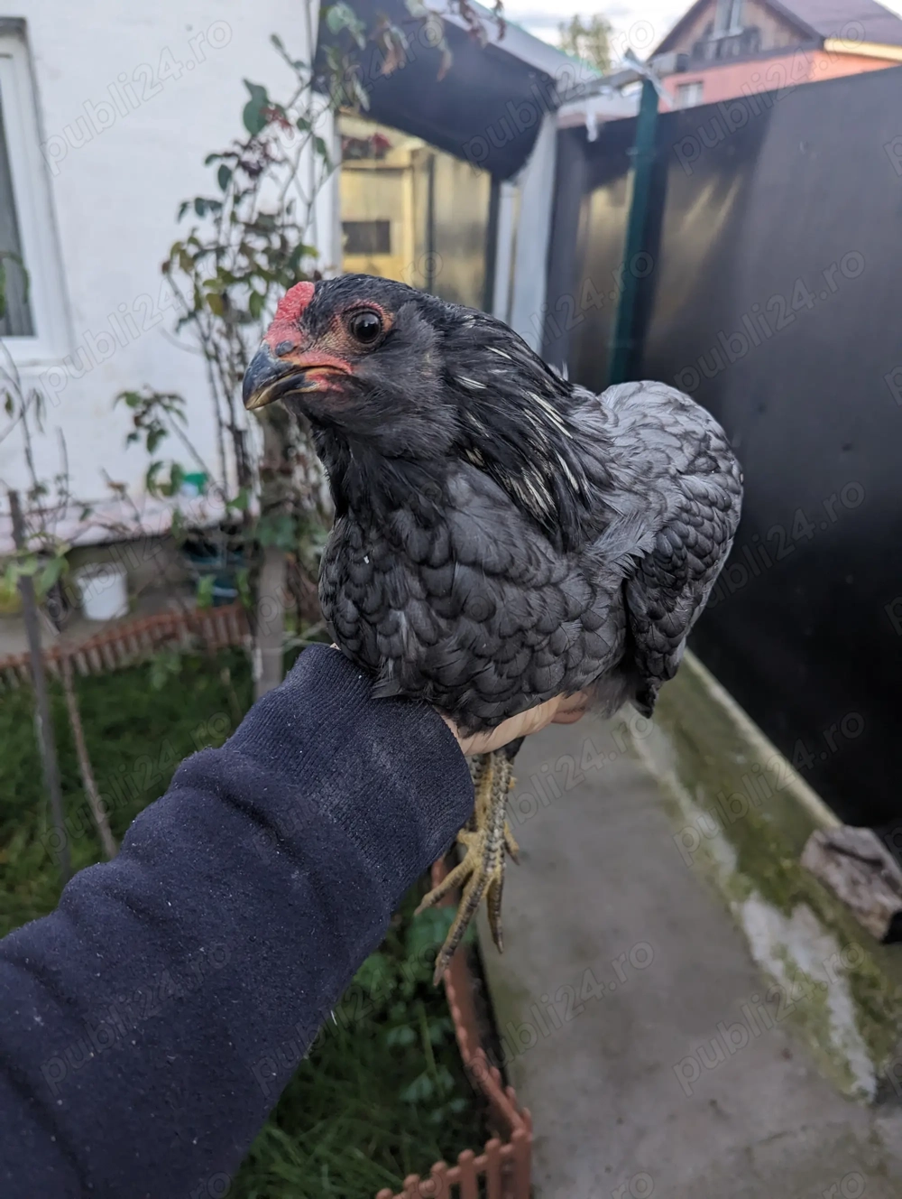 De vânzare cocos araucana  De vânzare cocos araucana