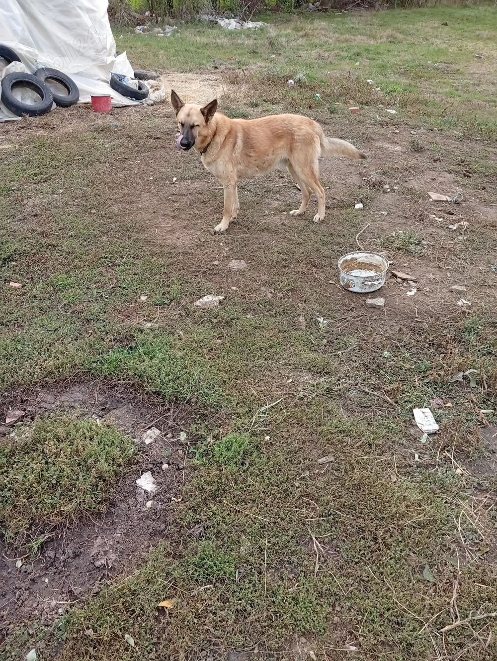 Vinde Mascul Ciobanesc Malinos virsta 13luni si Mama lui virsta de 2ani gestantă Vinde Mascul Ciobanesc Malinos virsta 13luni si Mama lui virsta de 2ani gestantă