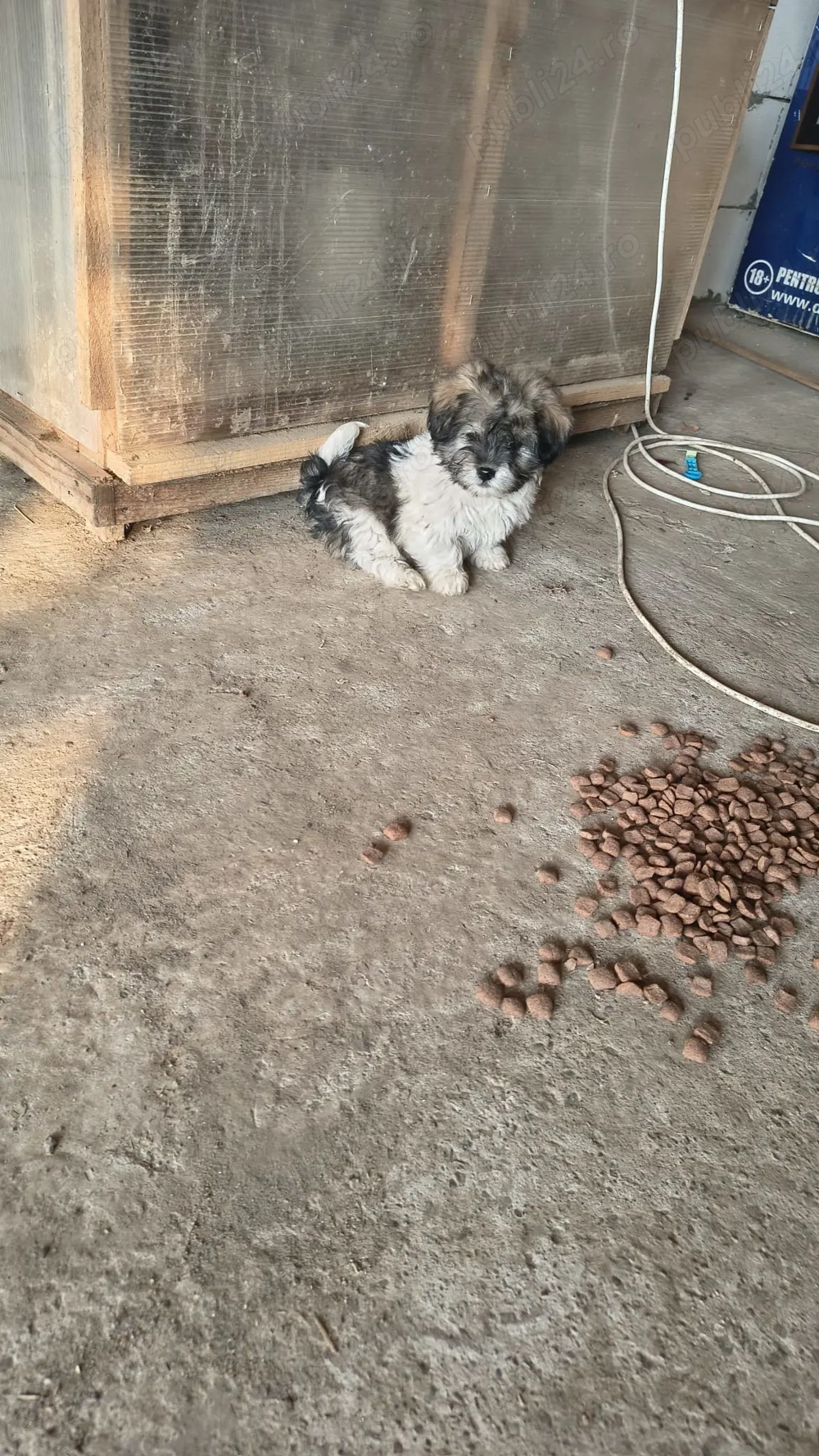 vand bichon havanez vand bichon havanez