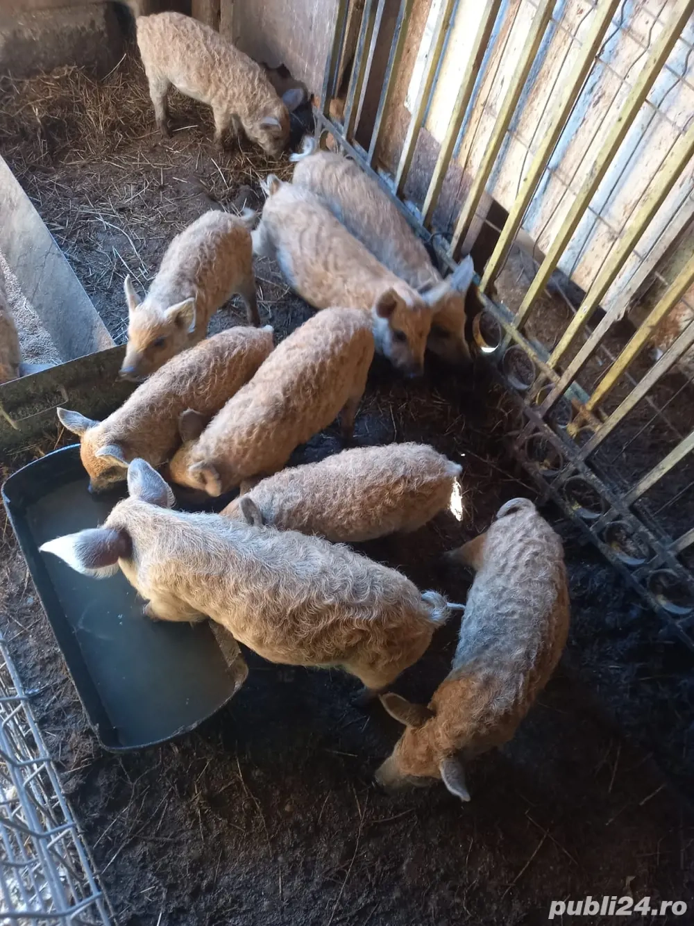 Porci din rasa mangalita Porci din rasa mangalita