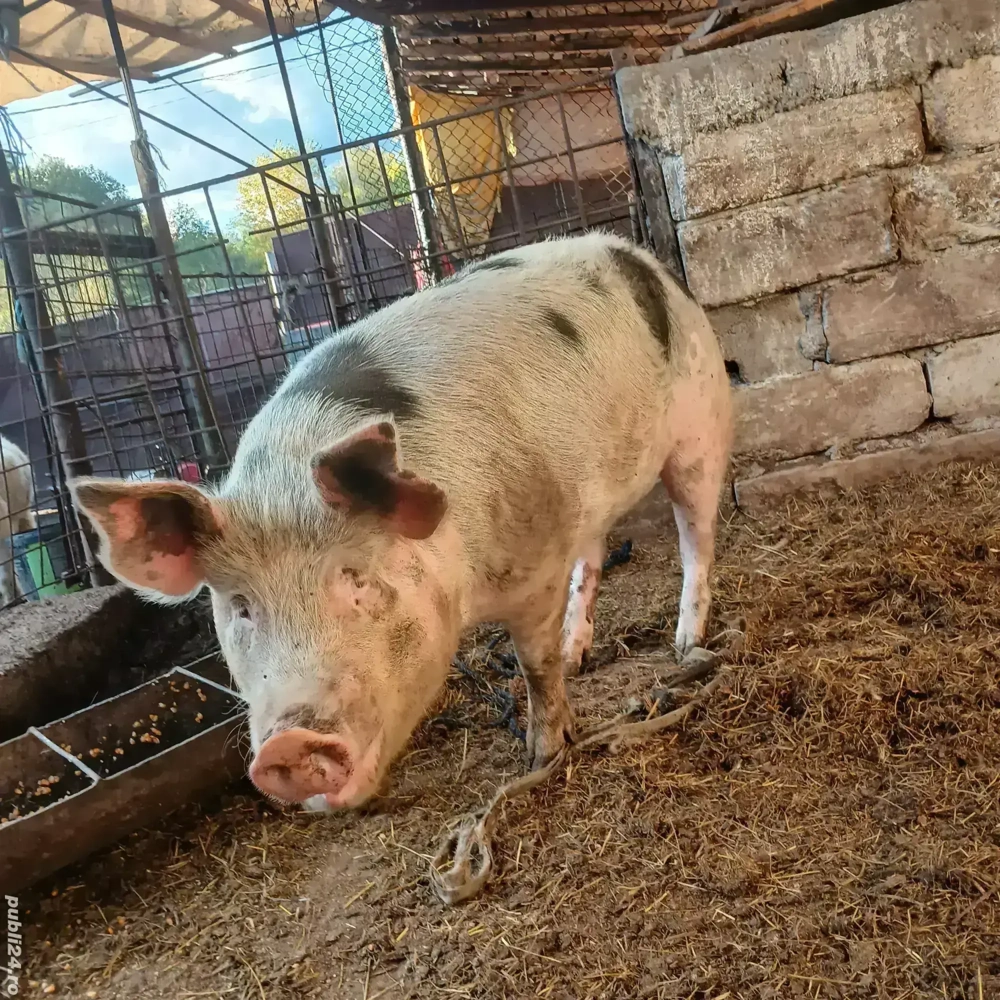 vand porc  vand porc