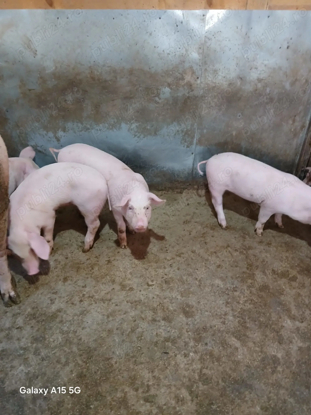 Purcei de casă de vânzare 