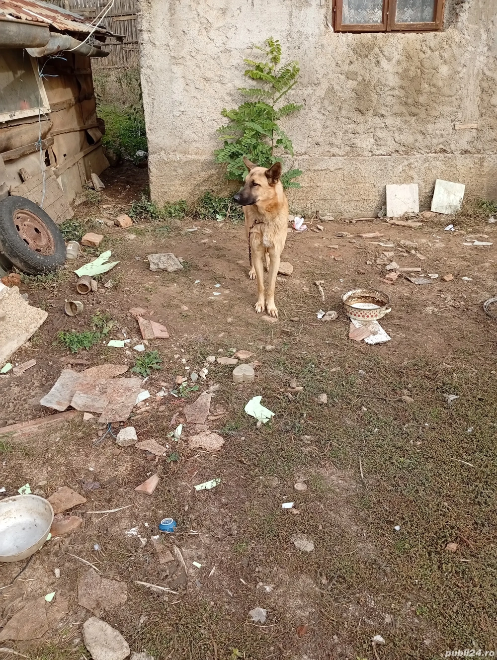 vindem ciini Ciobanesc Malinos femela virsta 2-4luni gestantă bună de pază 