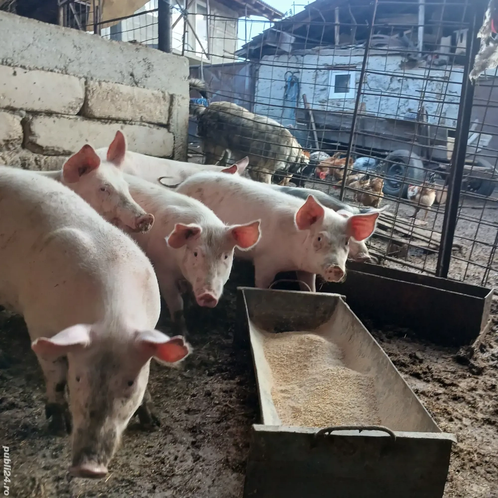 vand grasuni  vand grasuni