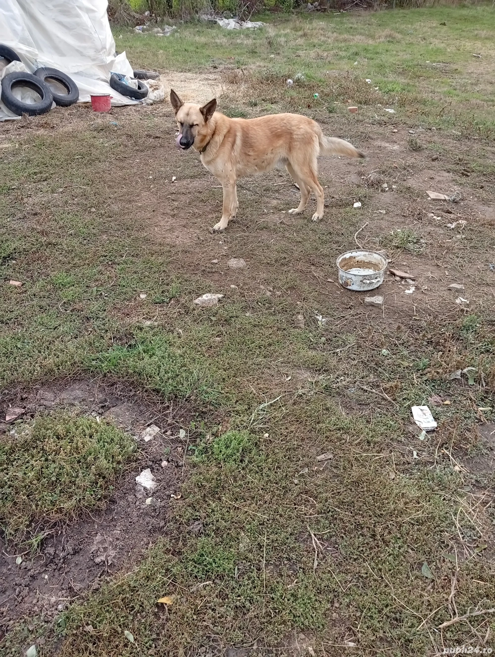 catai ceobanesc melinos