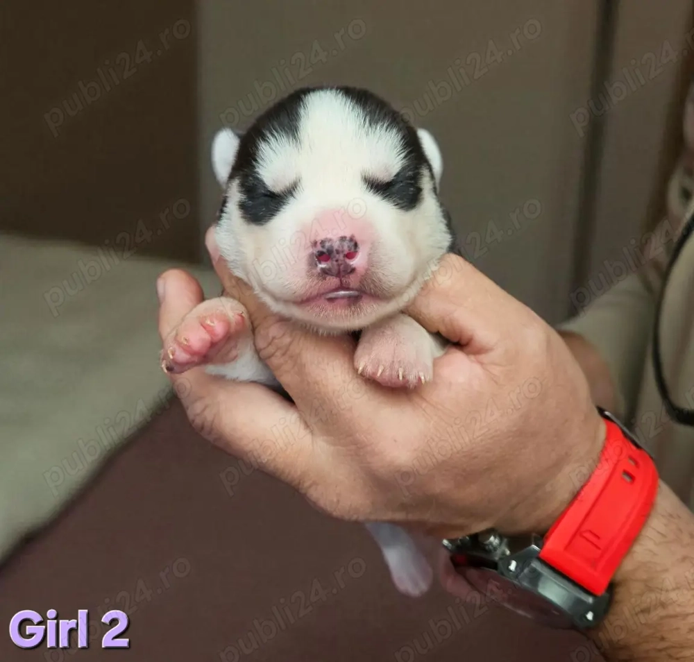 Husky Siberian cu pedigree 