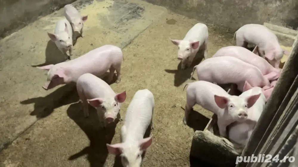 Purcei rasa Marele alb Purcei rasa Marele alb