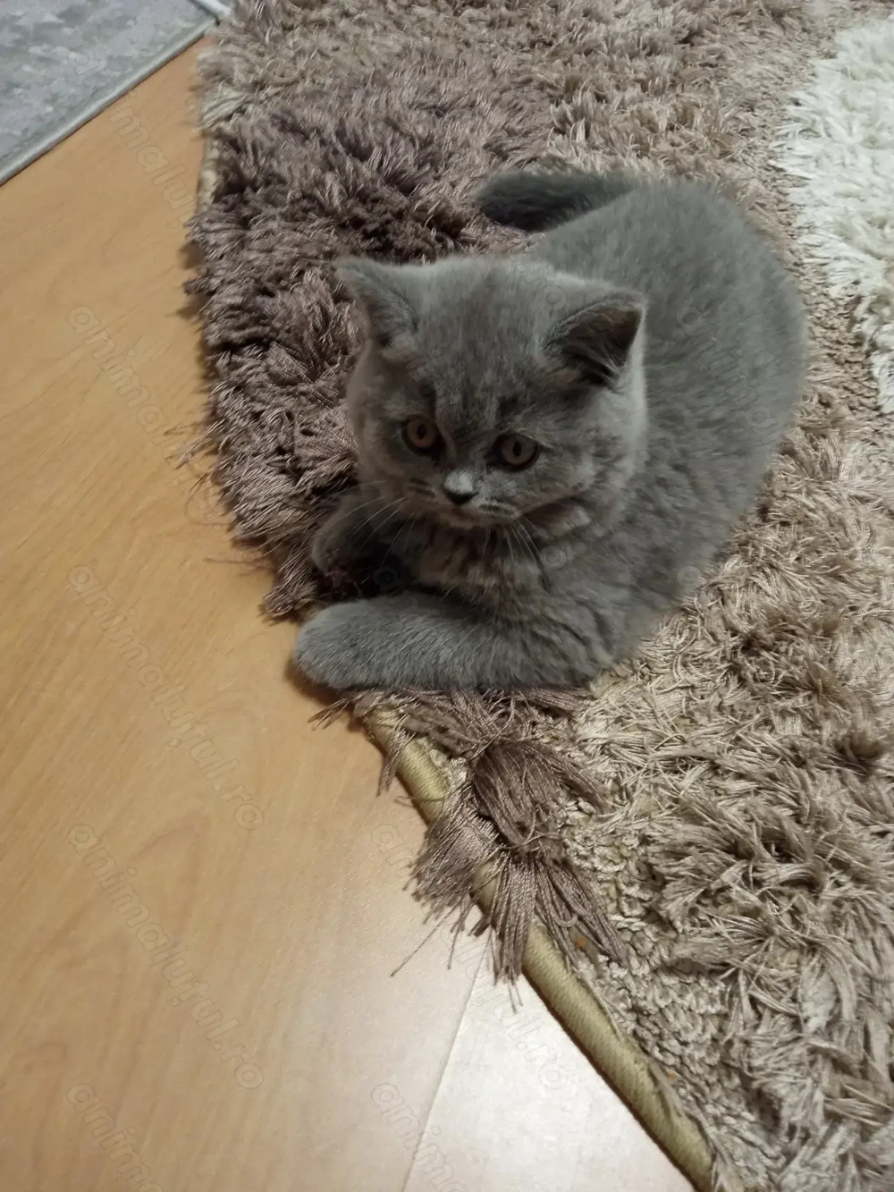 British shorthair blue 