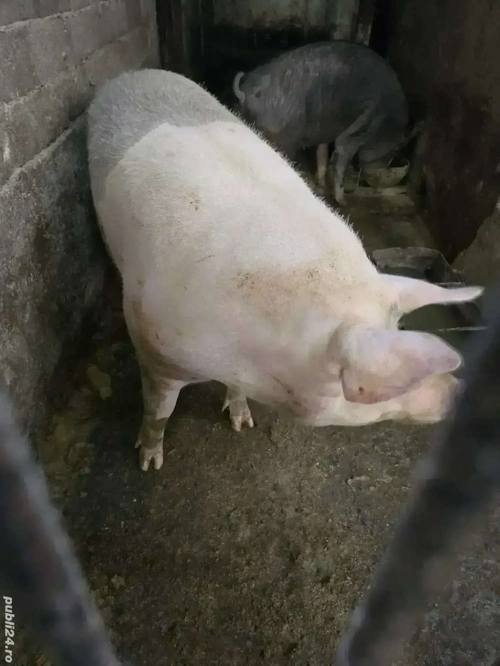 Porci de vanzare 