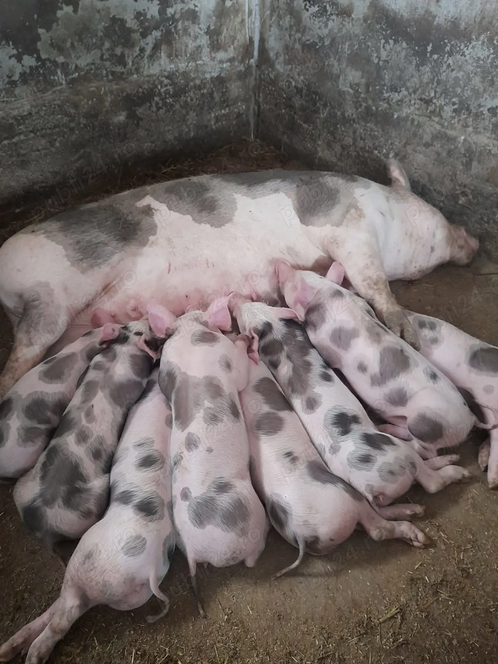 Vand purcei  Vand purcei