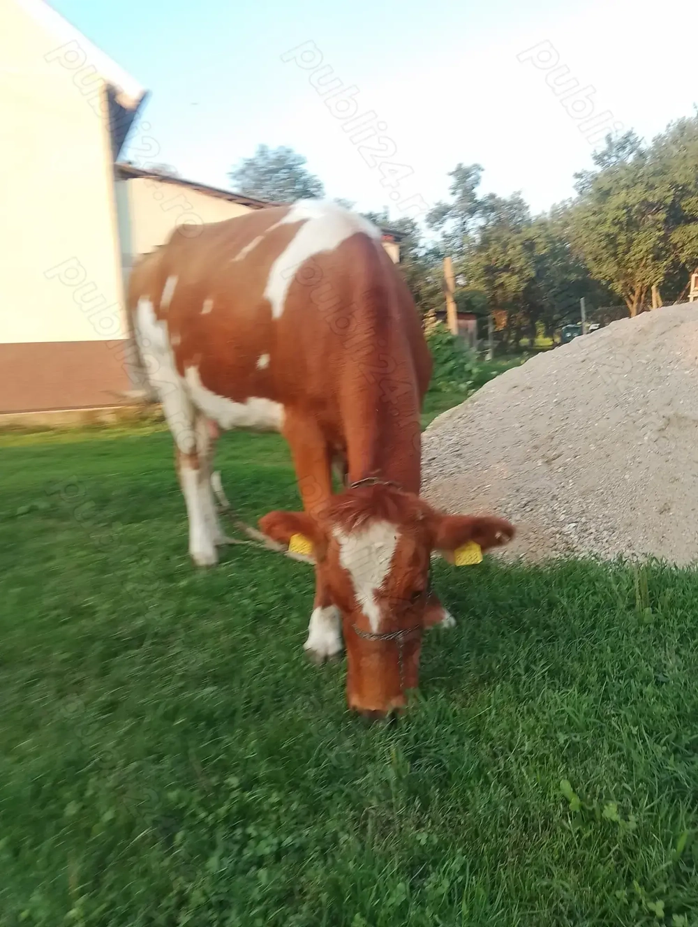 Schimb vaca tânără cu oi. Schimb vaca tânără cu oi.