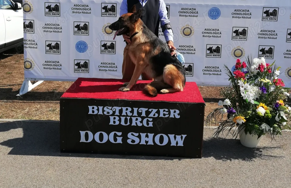 Pui Ciobănesc German cu PEDIGREE, linie de show