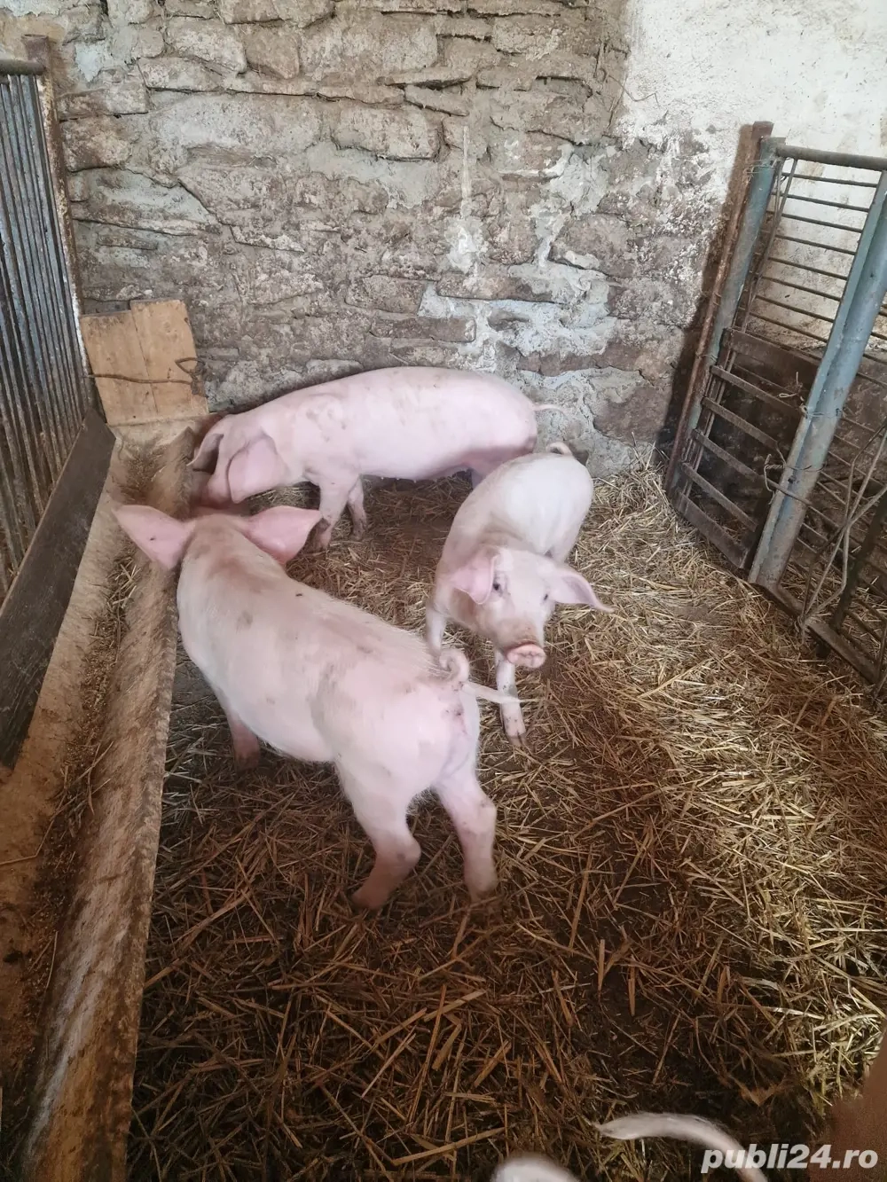 Purcei de vânzare   12 săptămâni, Marele Alb   Pietrain