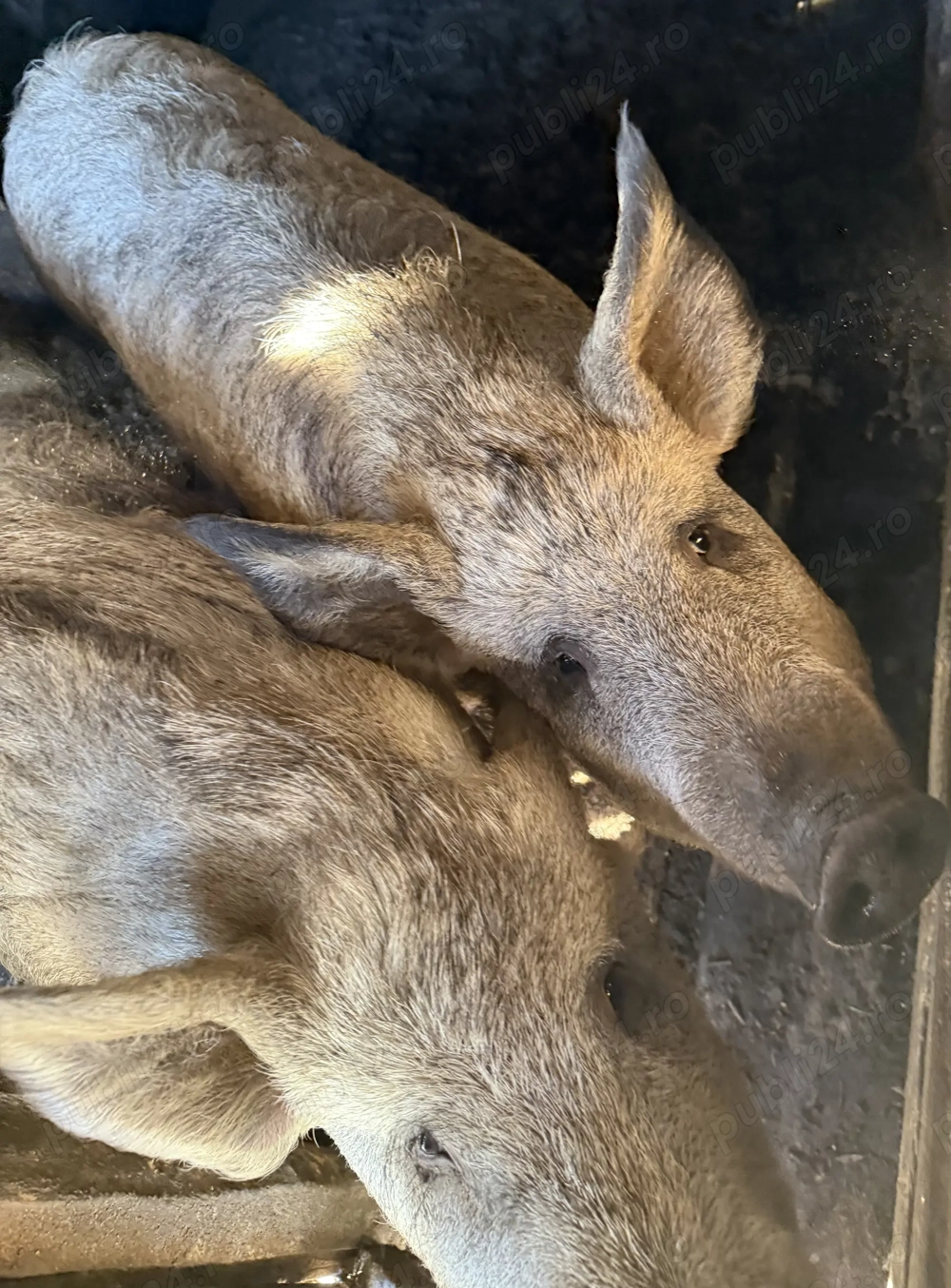 Porci din rasa mangaliță 