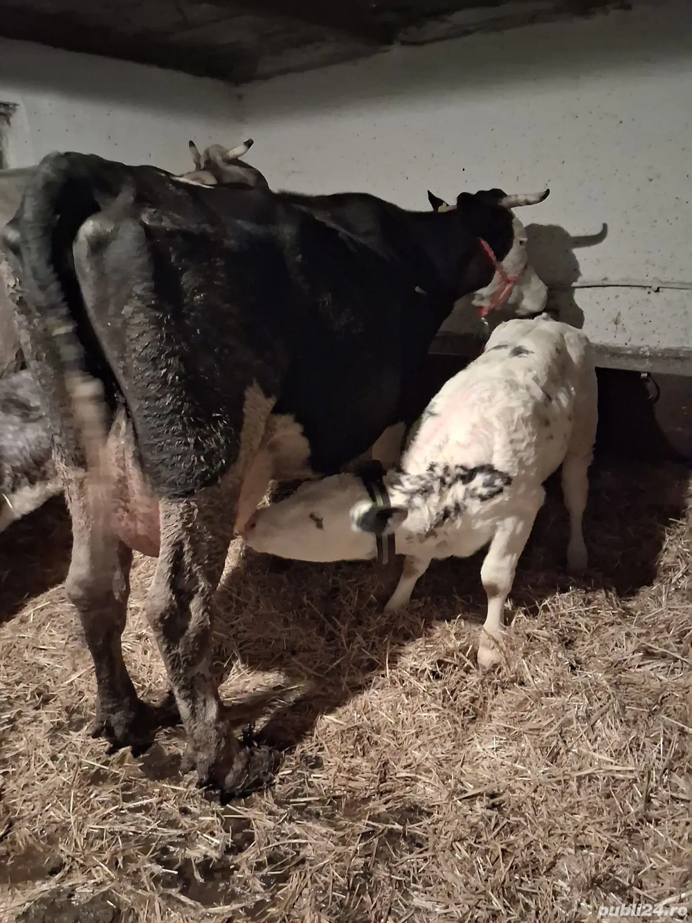 Vând Vacă cu Vițea 7 săptămâni.  Vând Vacă cu Vițea 7 săptămâni.