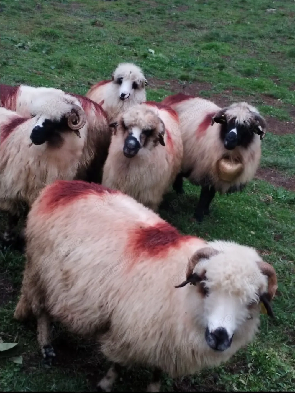 Oi de vânzare  Oi de vânzare