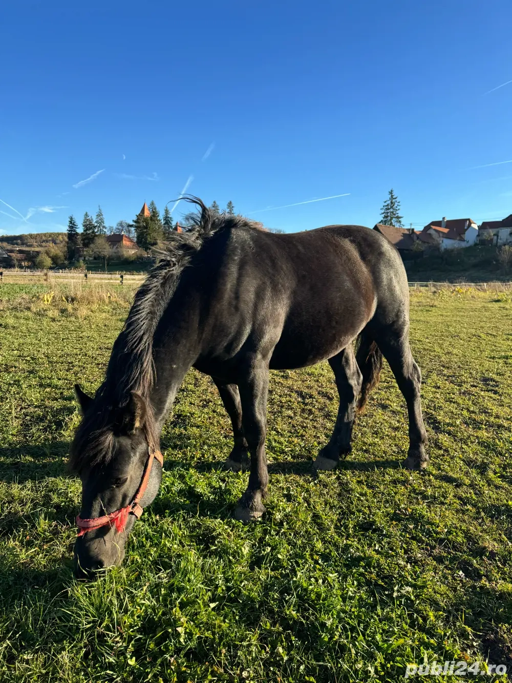 armăsar de vânzare 