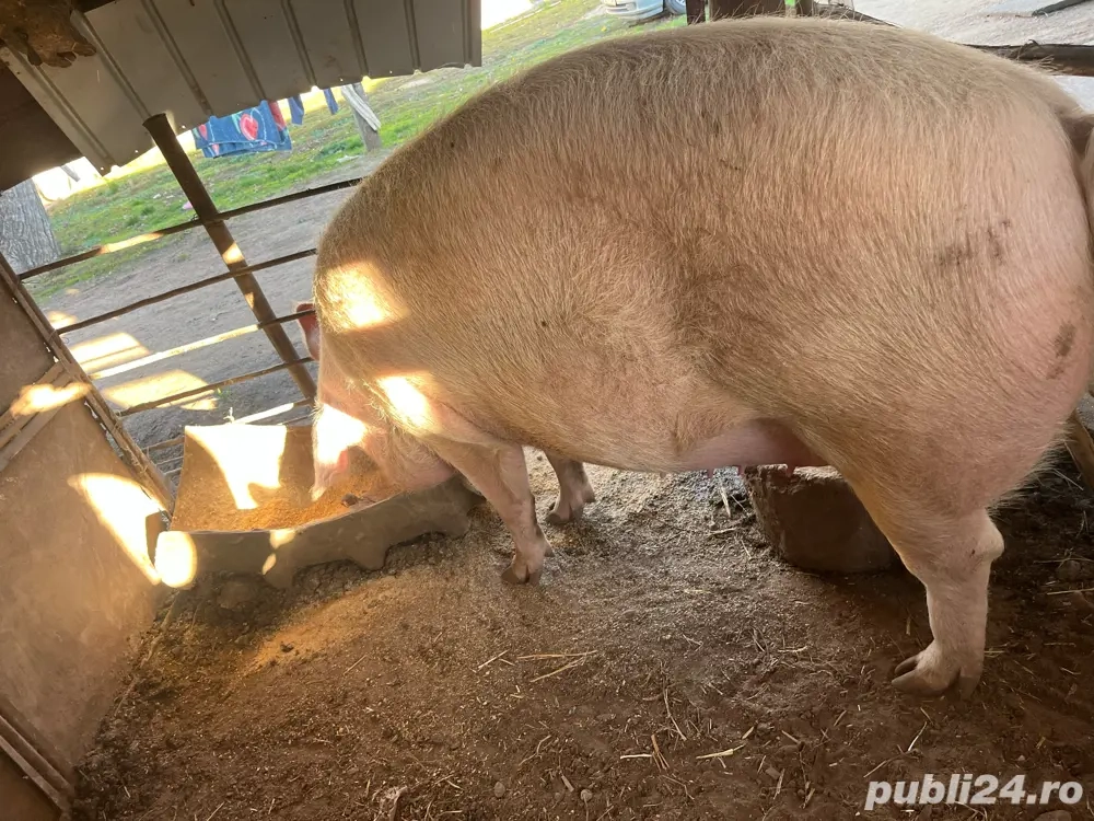 Porc si Purcea de vanzare 