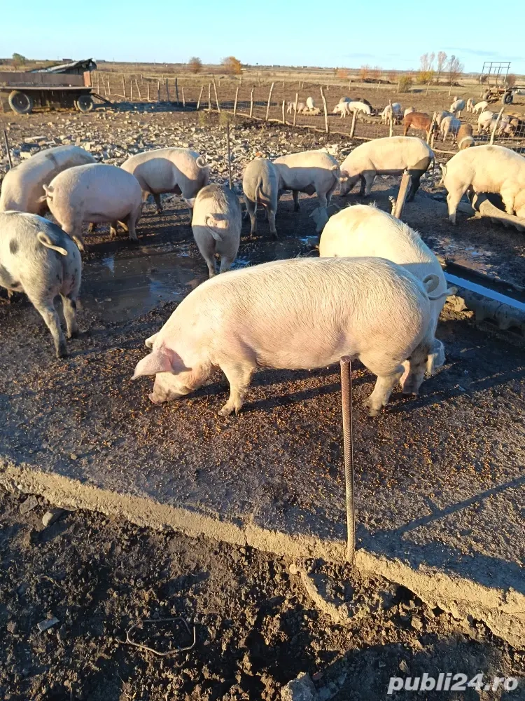 Gata pentru Craciun! 