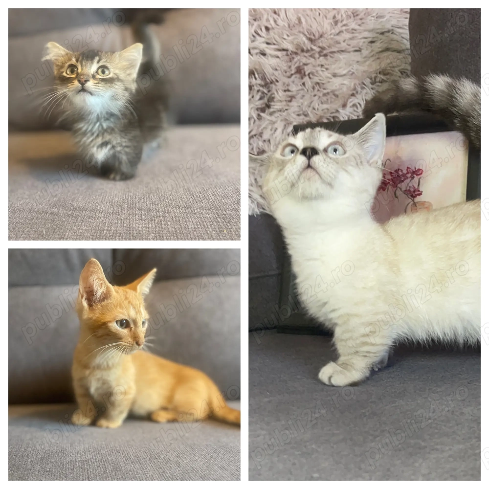 Pisici rasa Munchkin cu picioare scurte Pisici rasa Munchkin cu picioare scurte