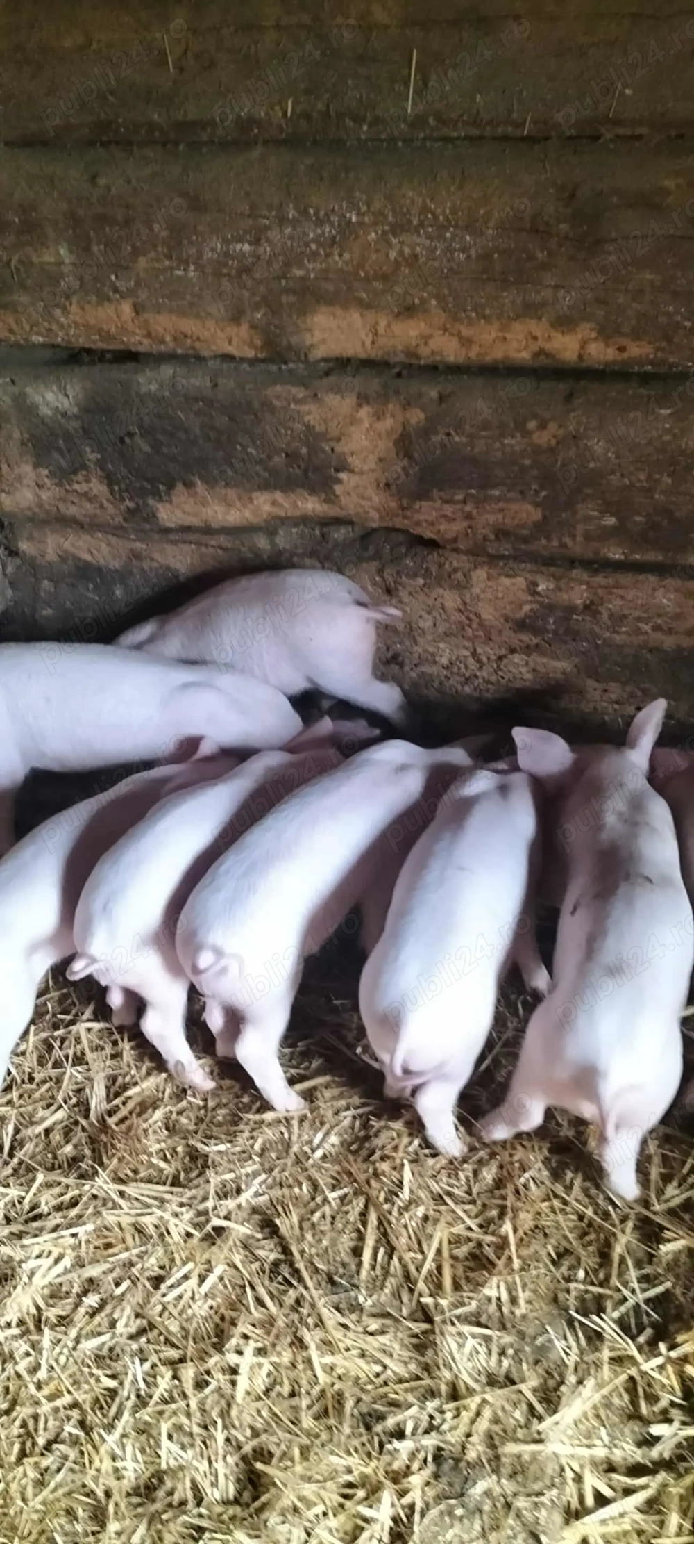 Purcei de vanzare  Purcei de vanzare