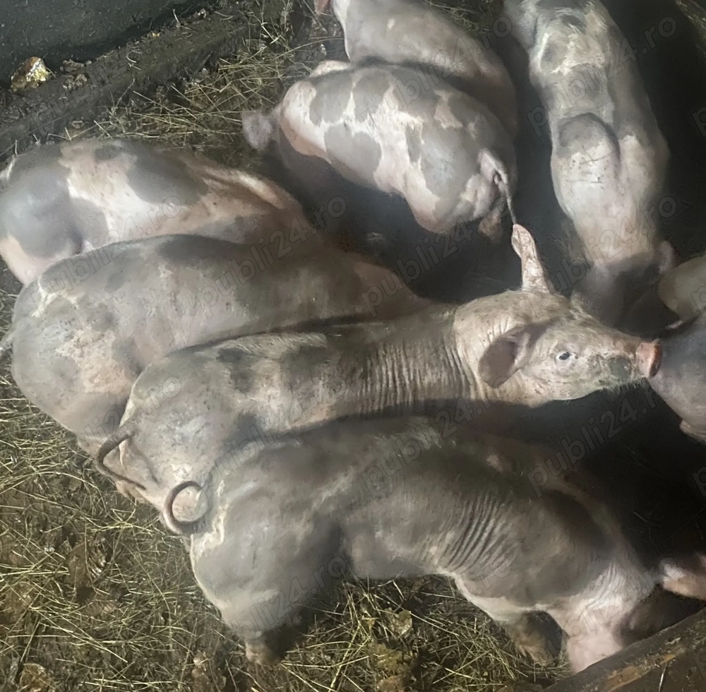 De vânzare 4 bucăți de purceii petrean belgian De vânzare 4 bucăți de purceii petrean belgian