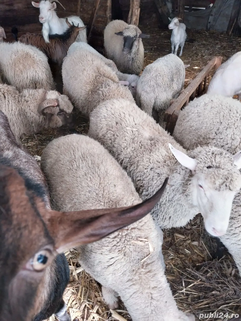 vand miei disponibili pentru Crăciun  vand miei disponibili pentru Crăciun