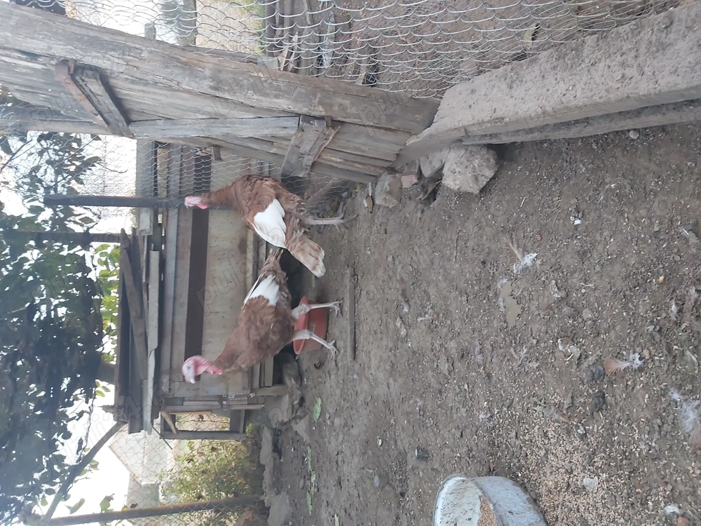 Curcani de vanzare Curcani de vanzare