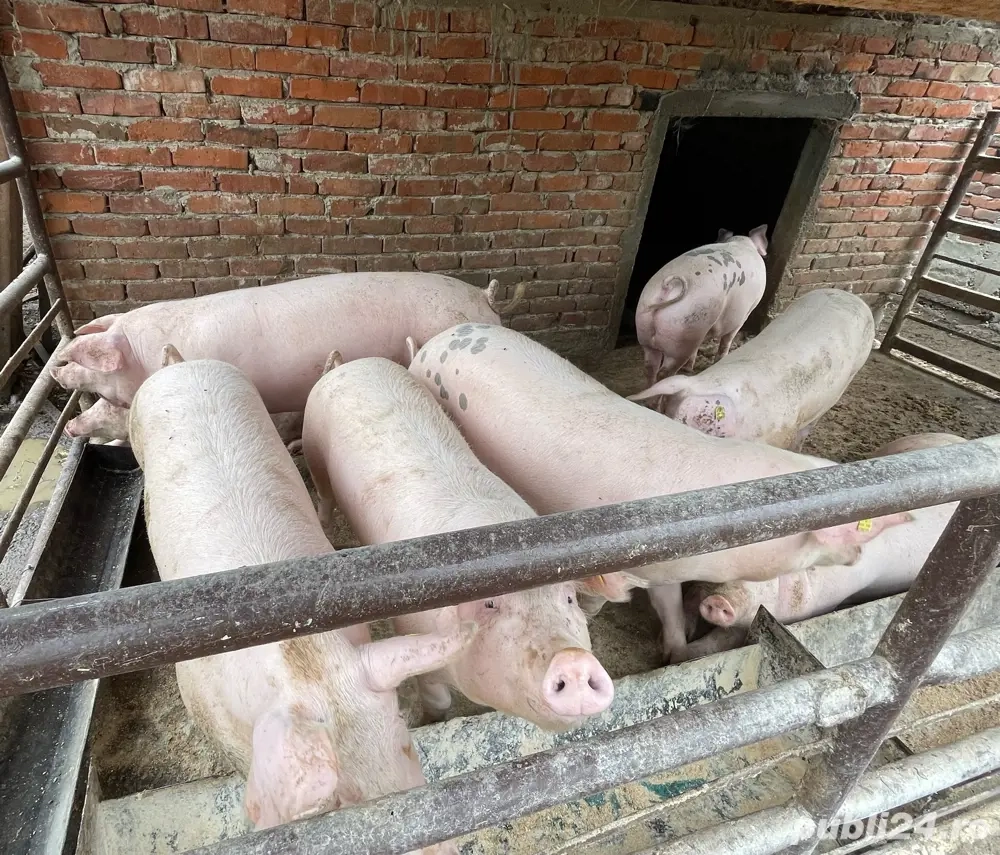 Porci de vanzare Porci de vanzare
