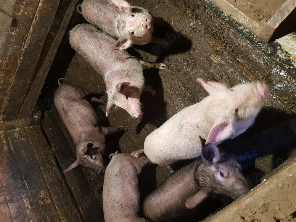 Vand purcei 12 saptamani