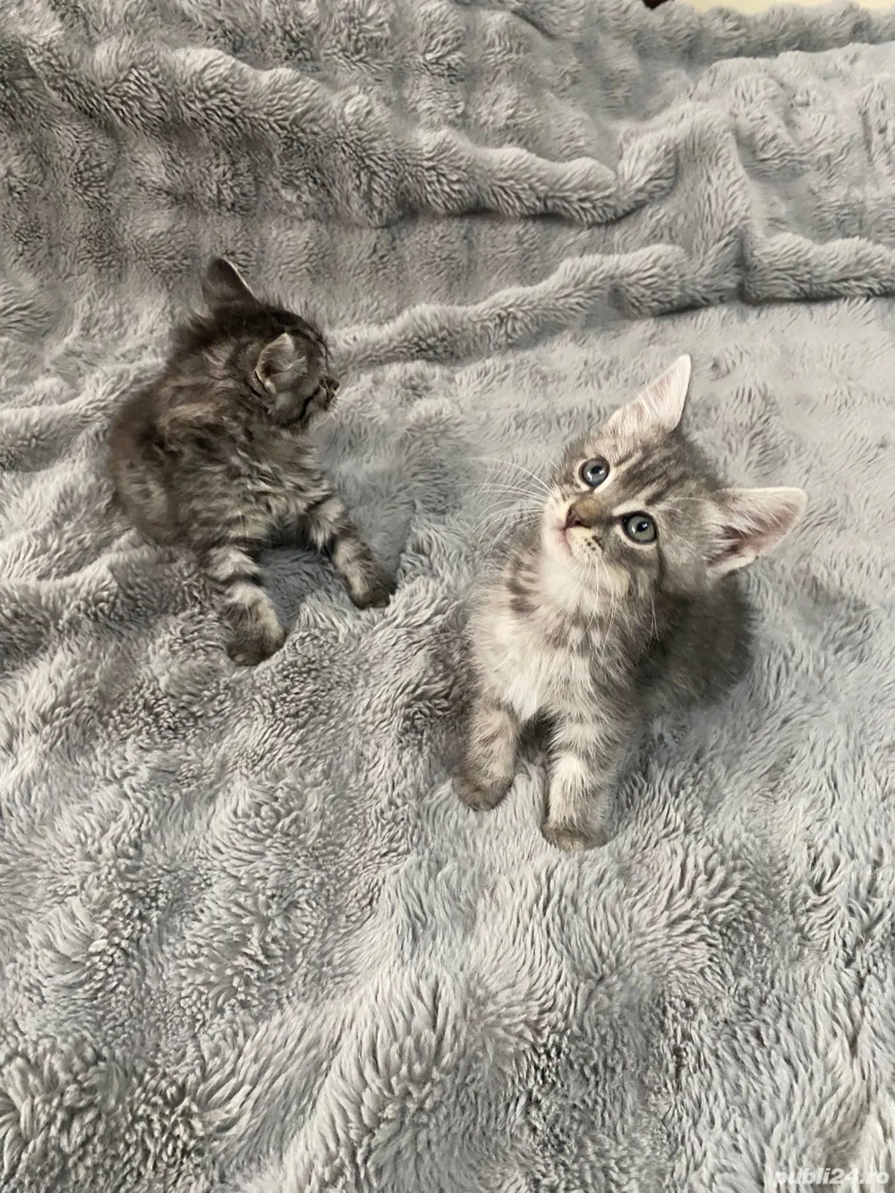 Pui de pisica siberiana Pui de pisica siberiana