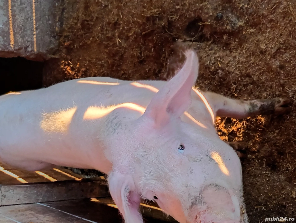 vand doua grasune vand doua grasune