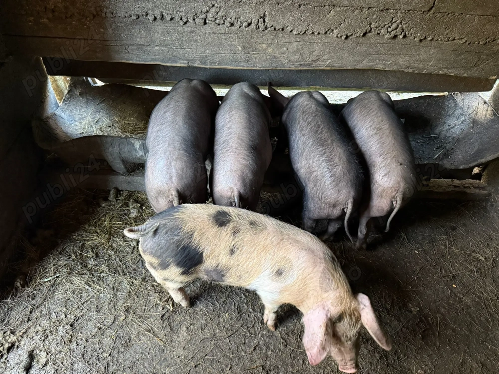 Purcei de vânzare.  Purcei de vânzare.