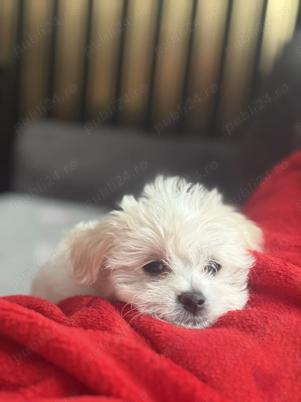 Bishon maltez rasă pură  Bishon maltez rasă pură