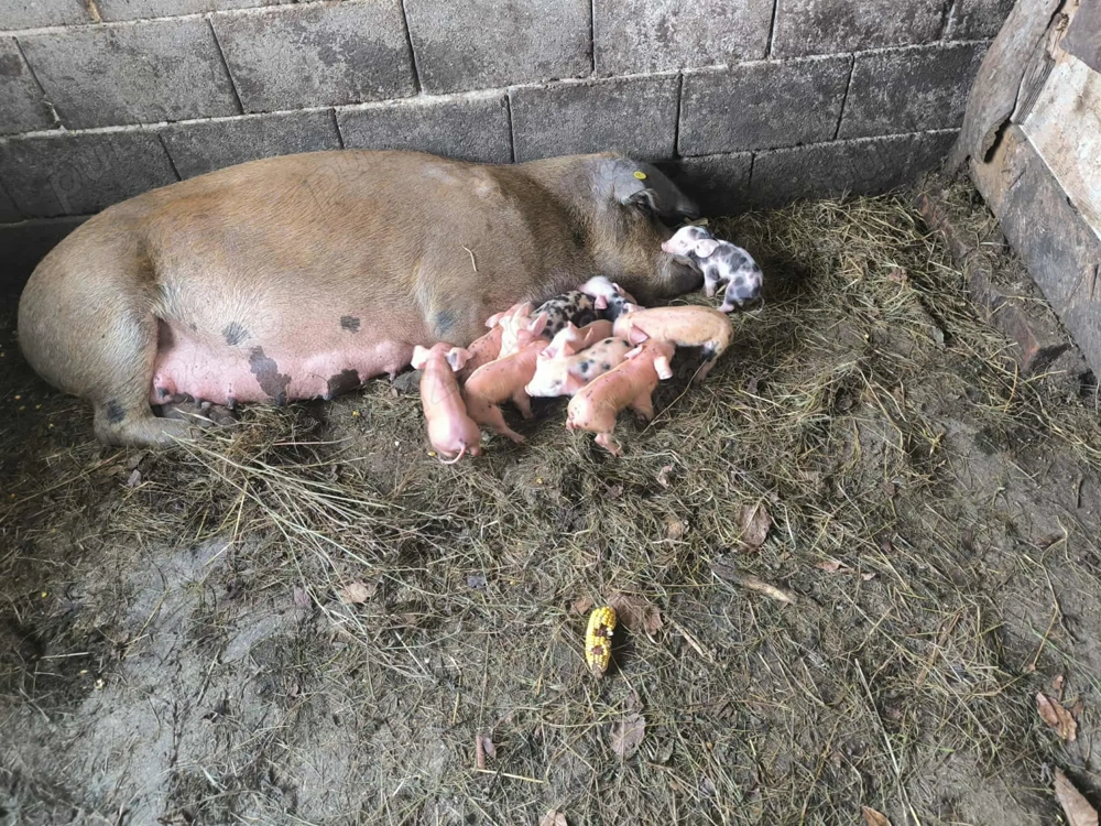 Vând scroafa la a 2 fătare cu purcei de 2 zile 