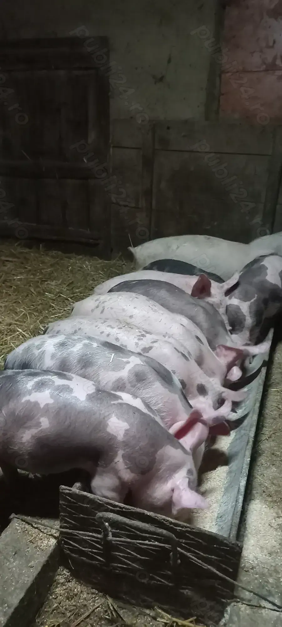 Vând Purcei Castrați Deparazitați Turnu Magurele Vând Purcei Castrați Deparazitați Turnu Magurele