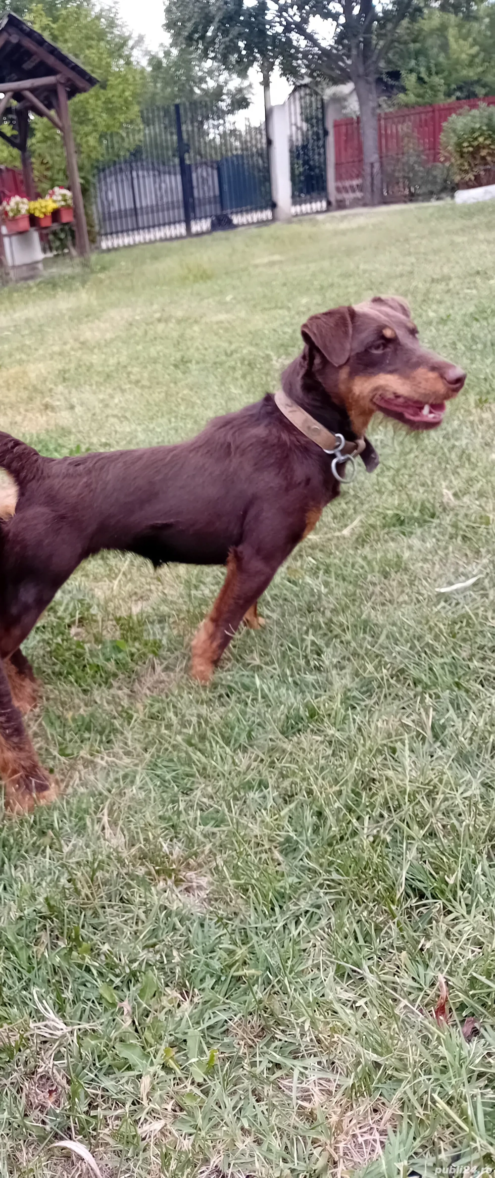 femela jagdterrier femela jagdterrier