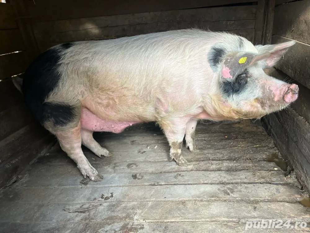 vand porc  vand porc