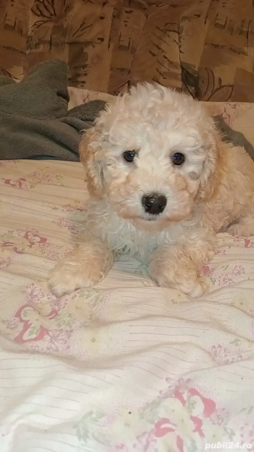 baietel pudel - caniche