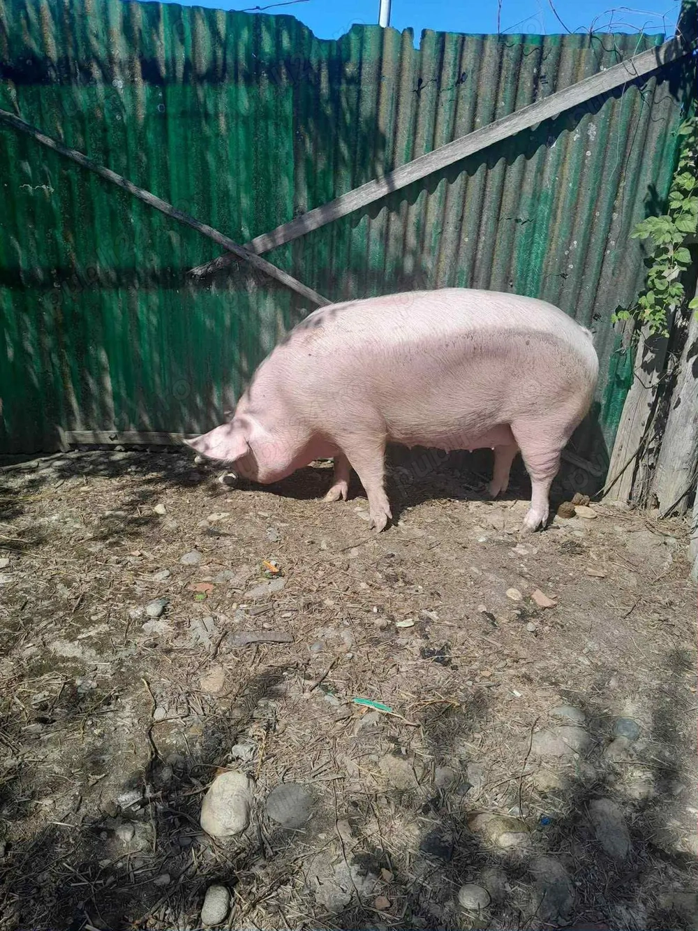 Vând scroafa marel alb  Vând scroafa marel alb